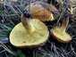 Rózsástövű fenyőtinóru (Suillus collinitus), Szigetmonostor